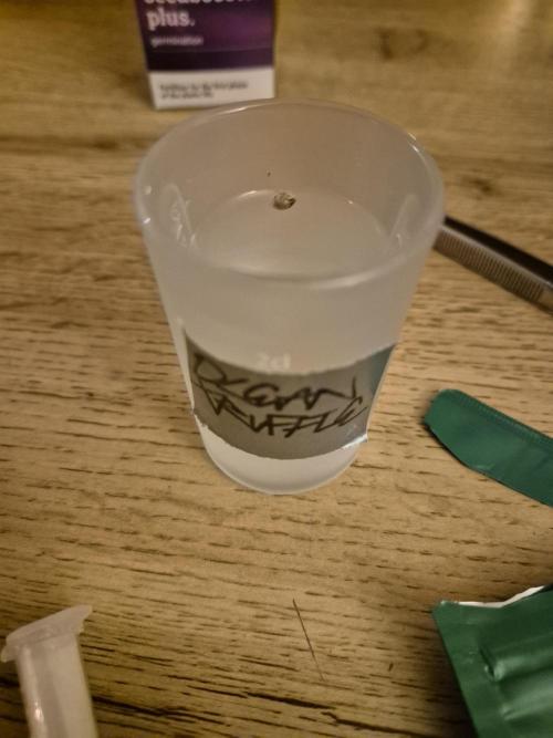 • Ocean Truffle •. Week 0