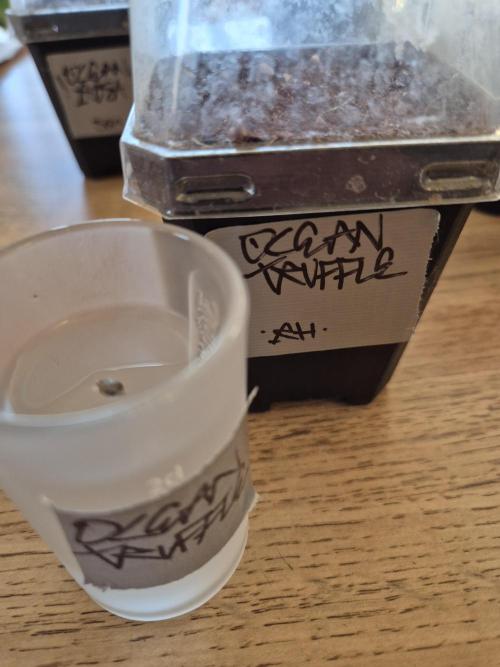 • Ocean Truffle •. Week 0