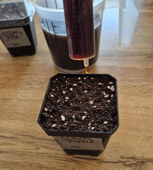 • Ocean Truffle •. Week 0