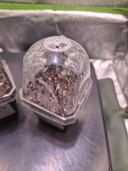 • Ocean Truffle •. Week 0