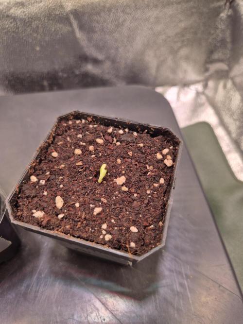 • Ocean Truffle •. Week 0