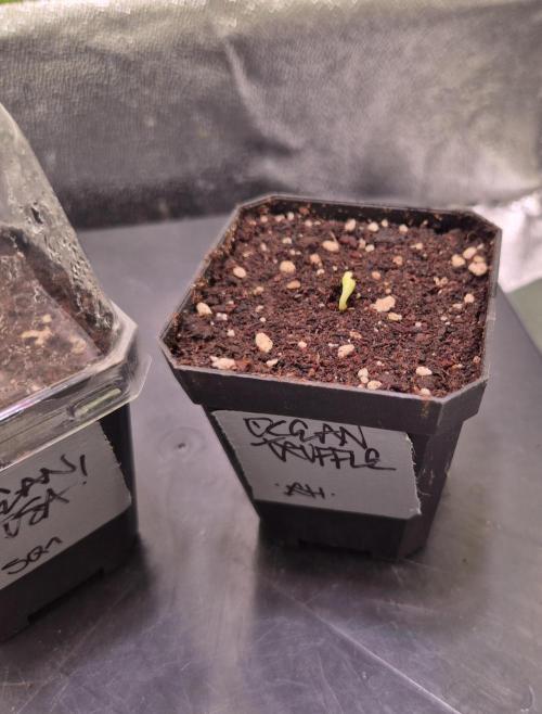 • Ocean Truffle •. Week 0