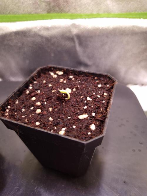 • Ocean Truffle •. Week 0