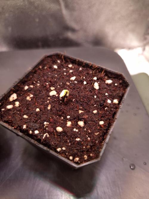 • Ocean Truffle •. Week 0