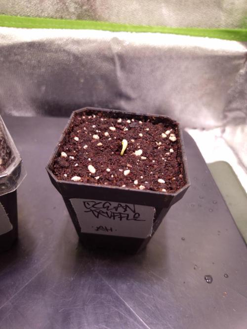 • Ocean Truffle •. Week 0