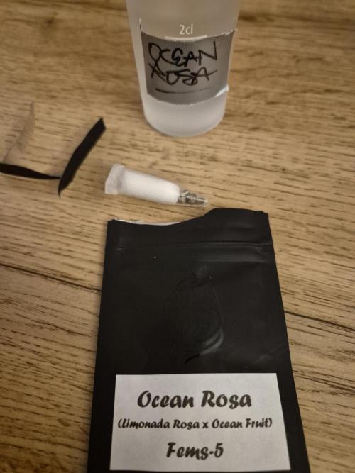 • Ocean Rosa •. Week 0
