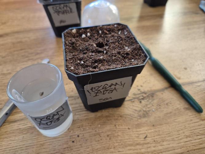 • Ocean Rosa •. Week 0