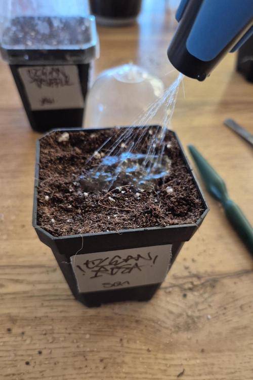 • Ocean Rosa •. Week 0