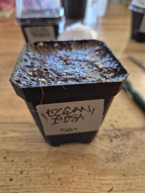 • Ocean Rosa •. Week 0