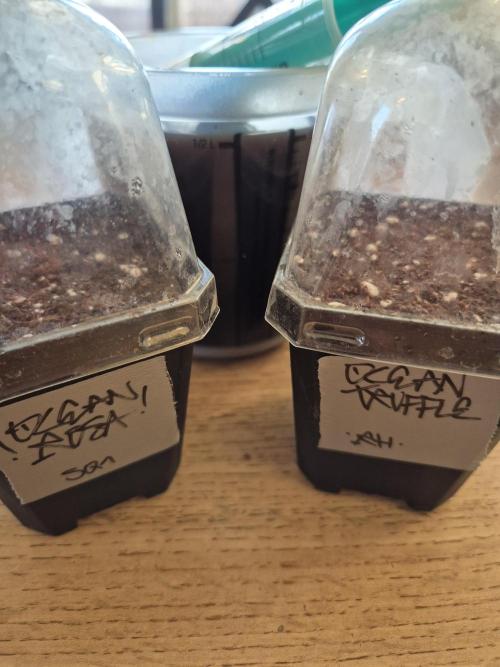 • Ocean Rosa •. Week 0