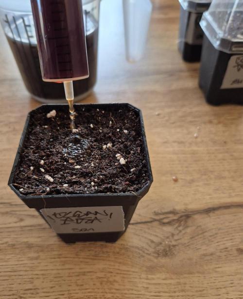 • Ocean Rosa •. Week 0