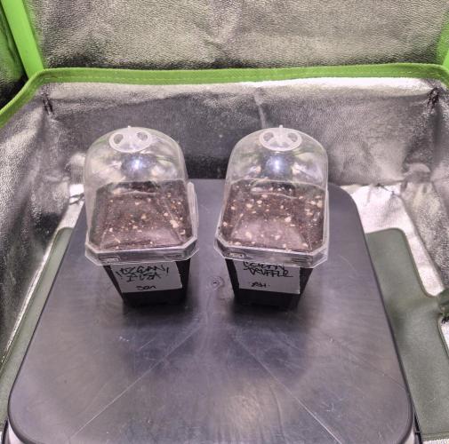 • Ocean Rosa •. Week 0