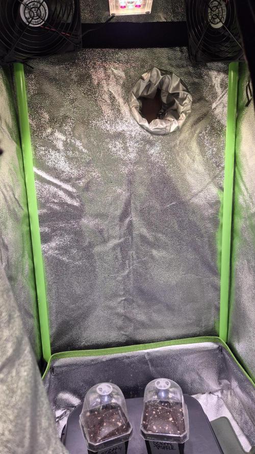 • Ocean Rosa •. Week 0