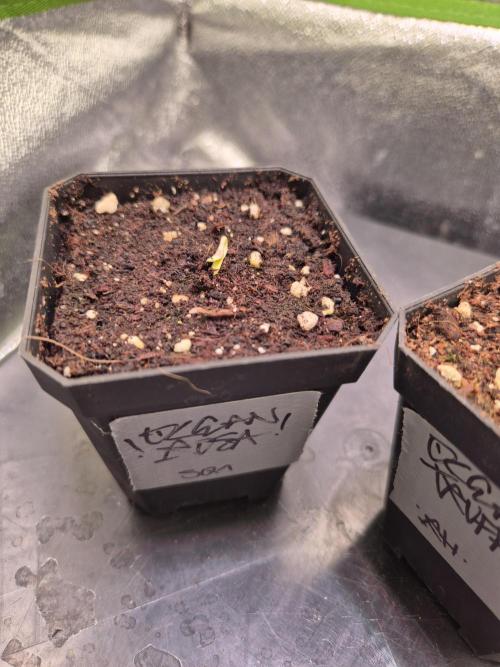 • Ocean Rosa •. Week 0