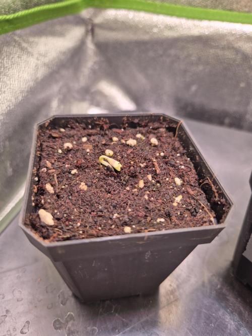 • Ocean Rosa •. Week 0