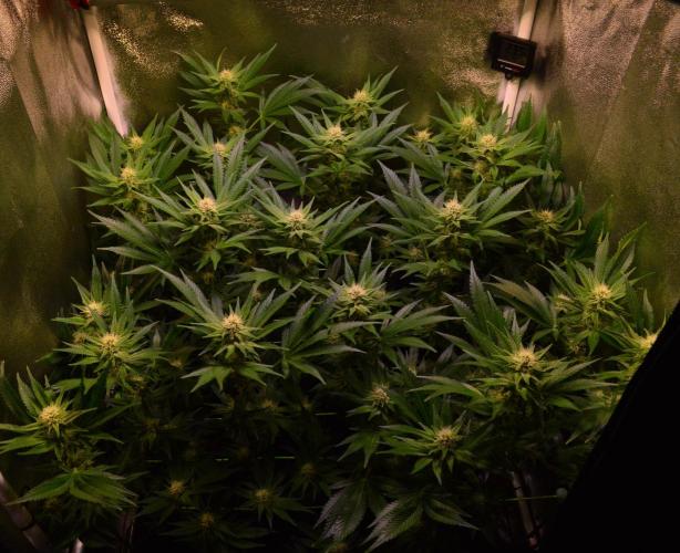 •LEMONITE • CLONES•. Week 10 - D70/28F