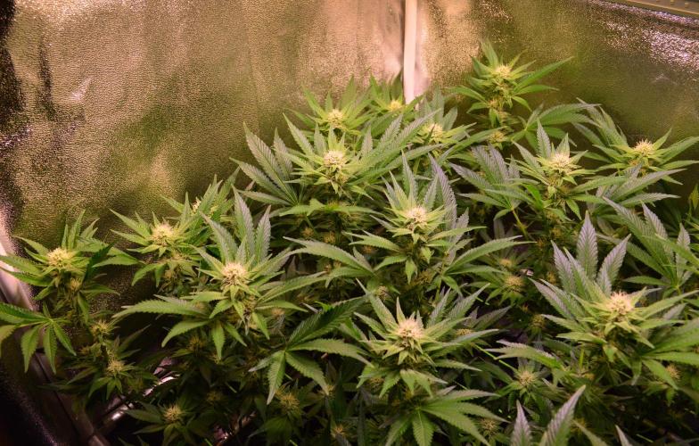 •LEMONITE • CLONES•. Week 10 - #1/ with additives 