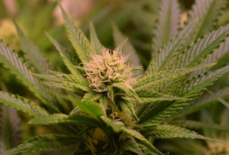 •LEMONITE • CLONES•. Week 10 - with additives