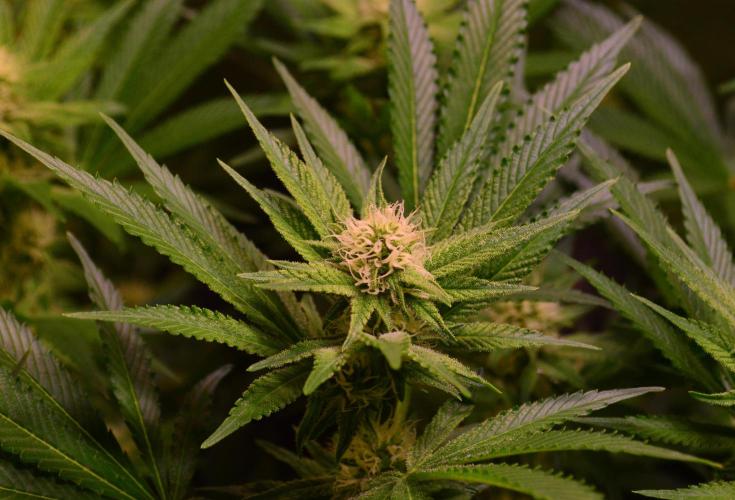 •LEMONITE • CLONES•. Week 10 - with additives