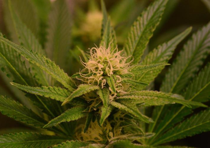 •LEMONITE • CLONES•. Week 10 - with additives 