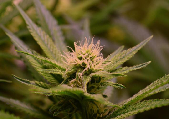 •LEMONITE • CLONES•. Week 10 - with additives 