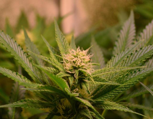 •LEMONITE • CLONES•. Week 10 - with additives 