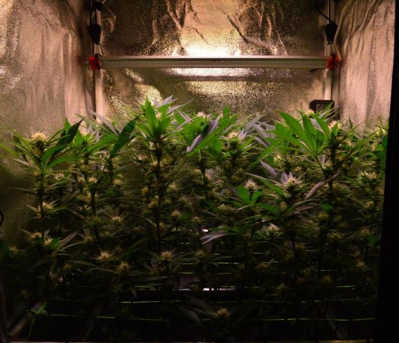 •LEMONITE • CLONES•. Week 10 - D70/28F