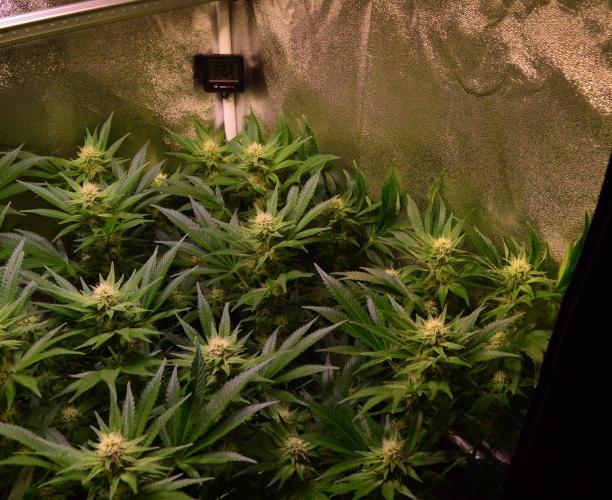 •LEMONITE • CLONES•. Week 10 - #3/ without additives