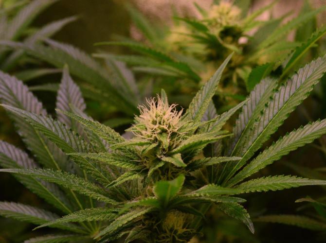 •LEMONITE • CLONES•. Week 10 - without additives 