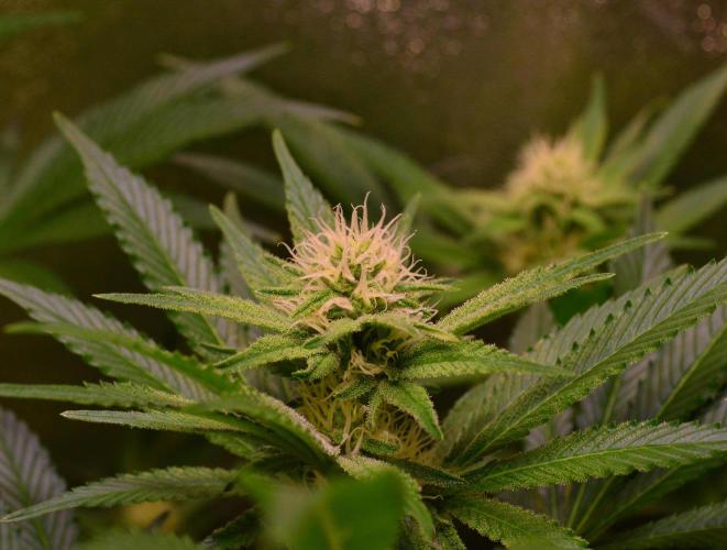 •LEMONITE • CLONES•. Week 10 - without additives 