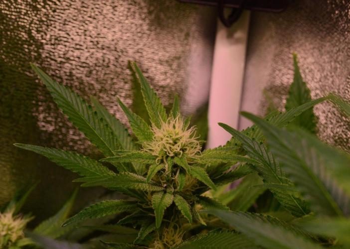 •LEMONITE • CLONES•. Week 10 - without additives 