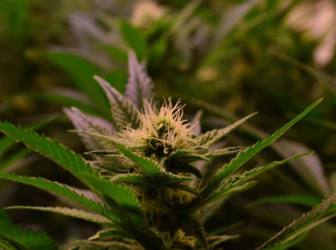 •LEMONITE • CLONES•. Week 10 - without additives 