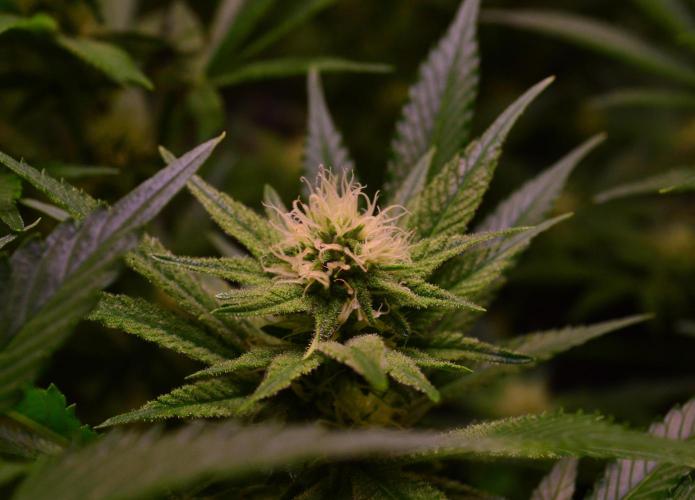 •LEMONITE • CLONES•. Week 10 - without additives 