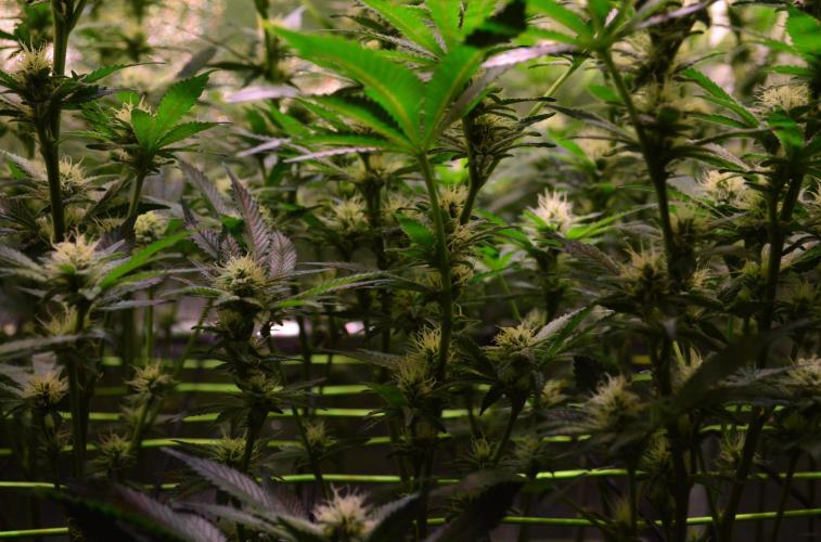 •LEMONITE • CLONES•. Week 10 - D70/28F