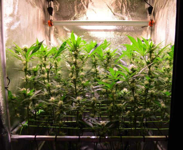 •LEMONITE • CLONES•. Week 10 - D70/28F