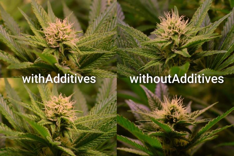 •LEMONITE • CLONES•. Week 10