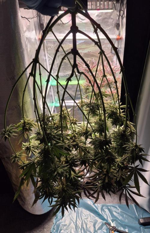 • Lemon Orange •. Week 15