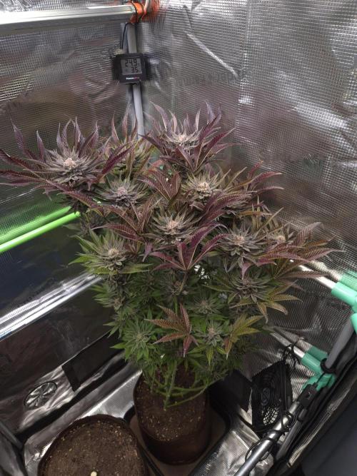 • Lemon Orange •. Week 15