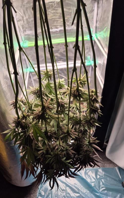 • Lemon Orange •. Week 15