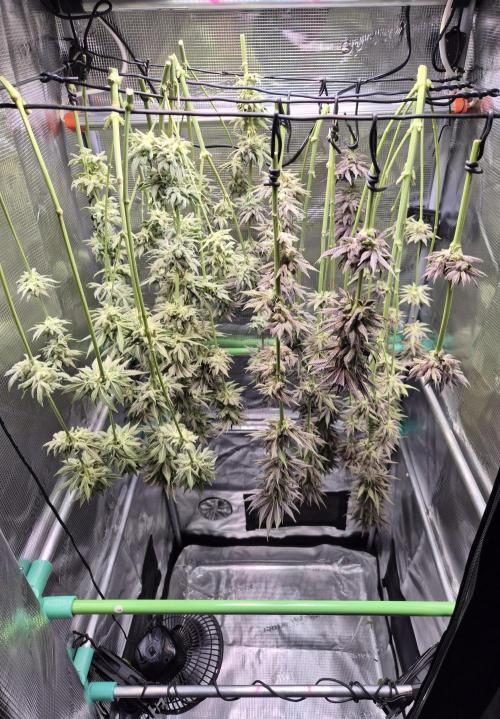 • Lemon Orange •. Week 15