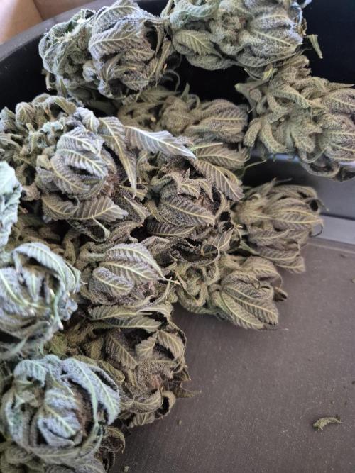 • Lemon Orange •. Week 15