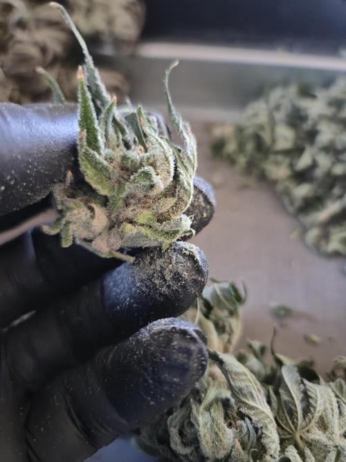 • Lemon Orange •. Week 15