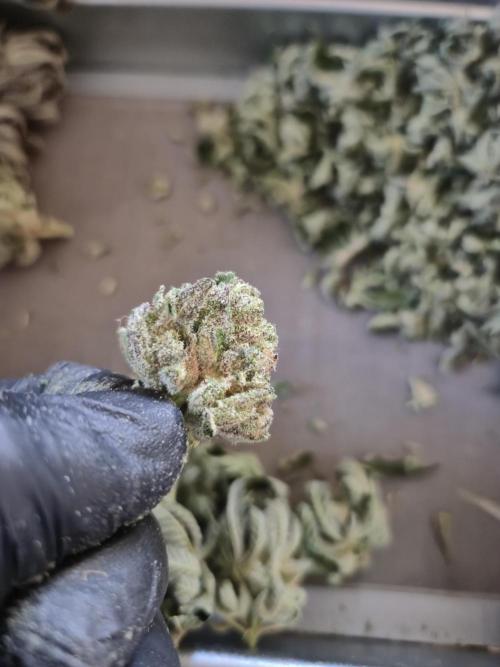 • Lemon Orange •. Week 15