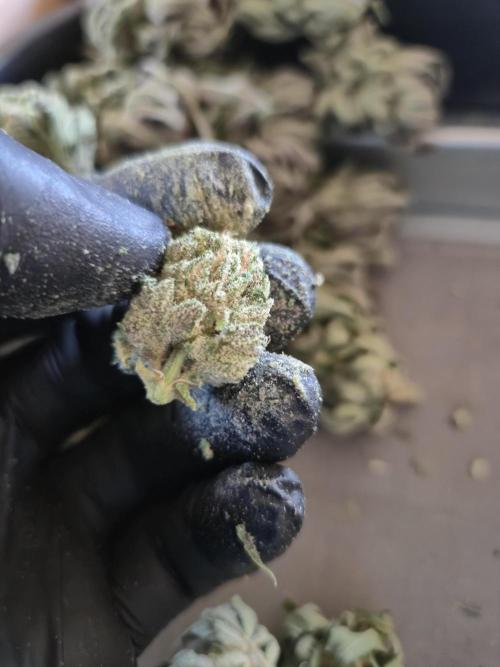 • Lemon Orange •. Week 15