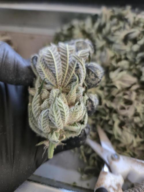 • Lemon Orange •. Week 15