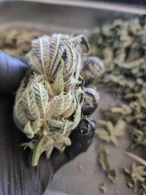 • Lemon Orange •. Week 15