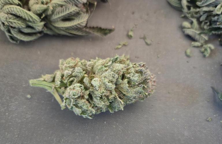 • Lemon Orange •. Week 15