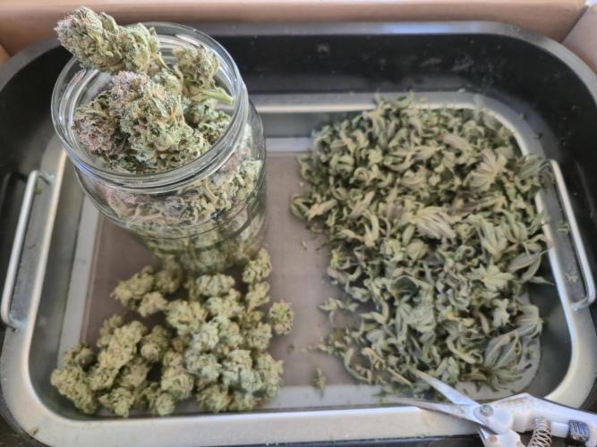 • Lemon Orange •. Week 15