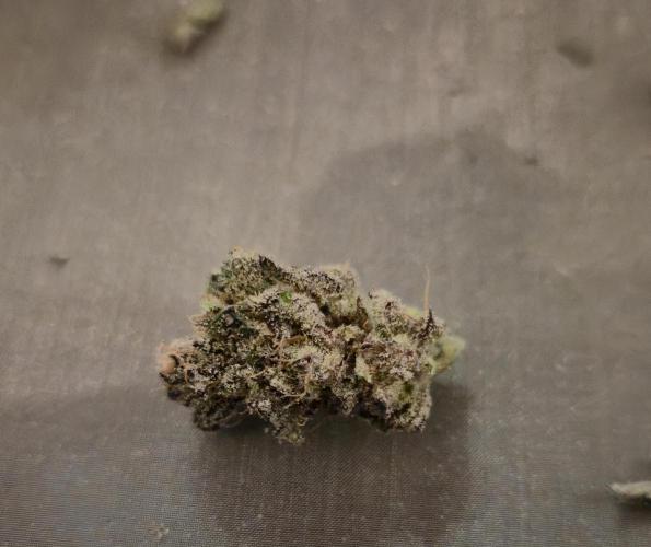 • Lemon Orange •. Week 15