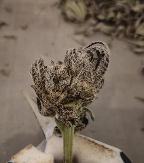 • Lemon Orange •. Week 15